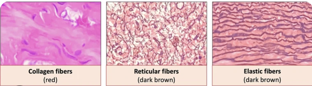 <p><strong>Collagen</strong>: type 1, 3 subunits, very strong, most abundant, long unbranched, tightly packed, flexible </p><p><strong>Reticular</strong>: type 3 (reticulin), also strong but less than ^, branched network → makes it resistant to stress from multiple directions, smaller diameter </p><p><strong>Elastic</strong>: elastin, can stretch up to 150% of resting state, complex system to form it, rubber-like </p>