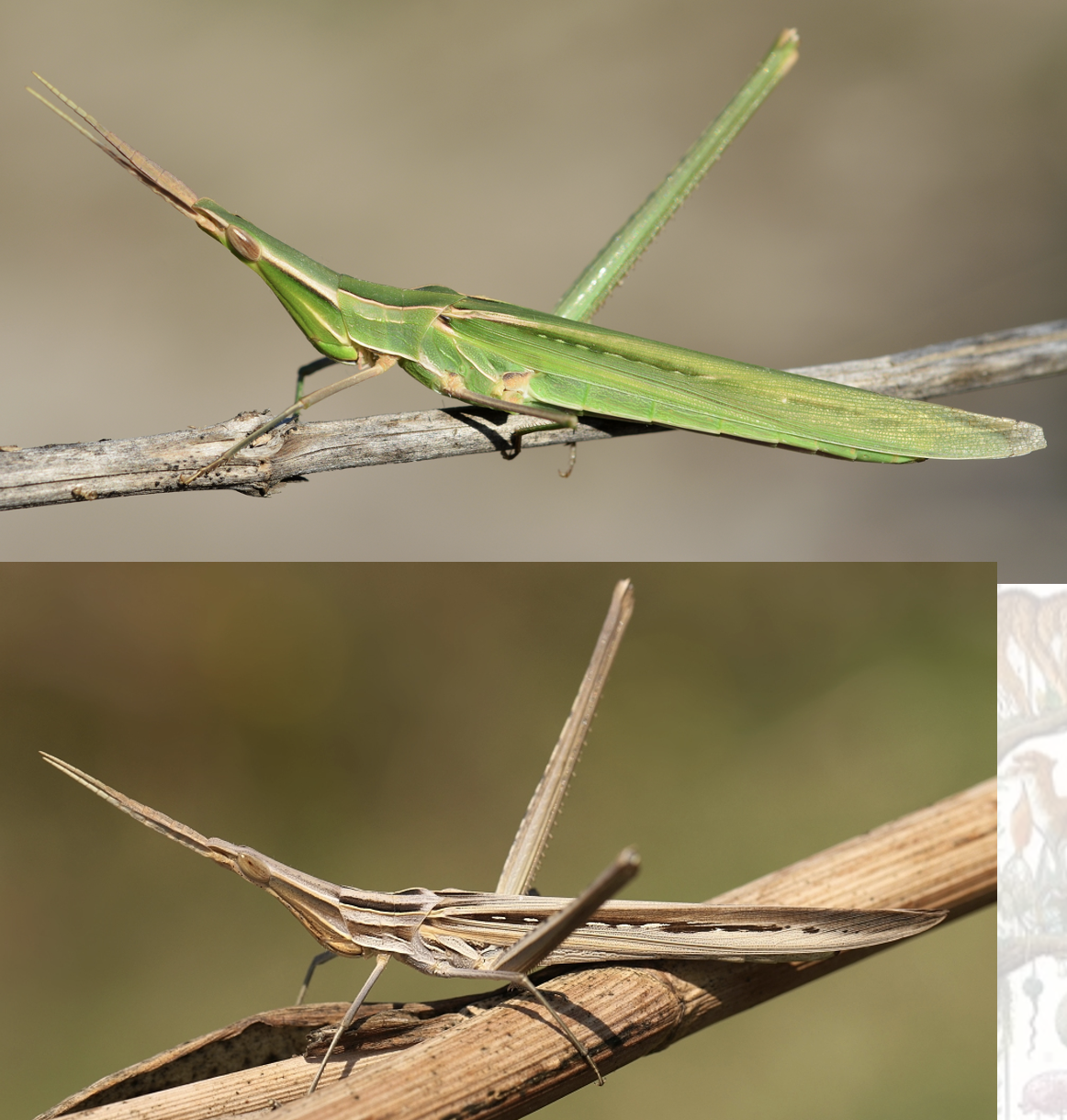 <p>Latin, magyar, védett?</p>