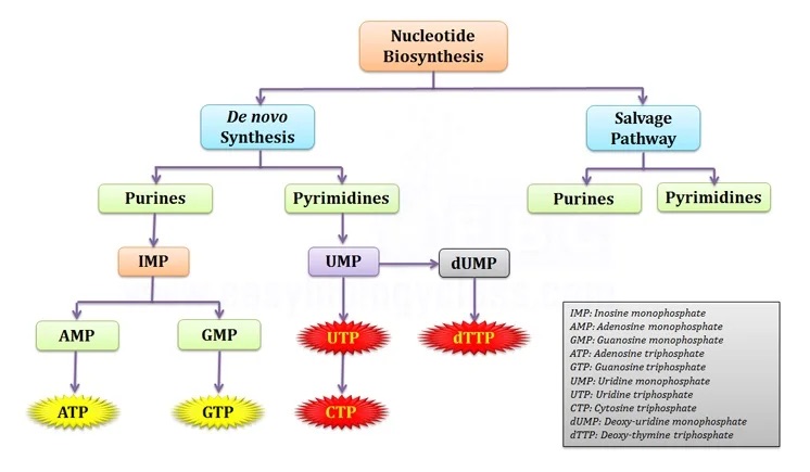 <p>The essential metabolic process of constructing purine and pyrimidine nucleotides, the building blocks of DNA and RNA, through de novo synthesis or salvage pathways</p>