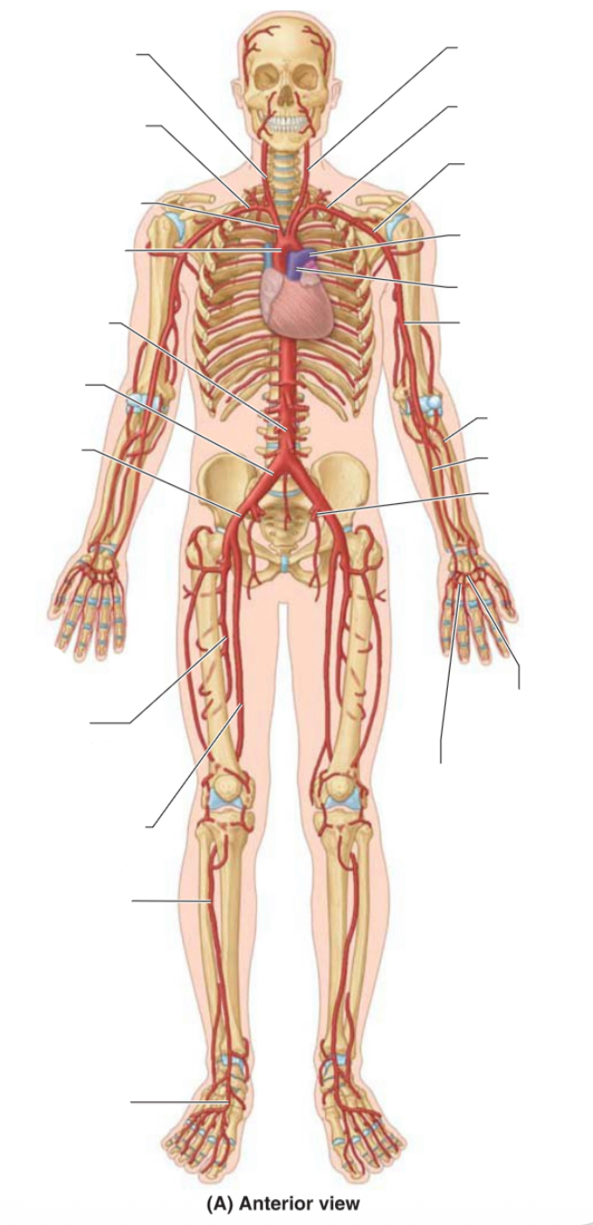 <p>Label the arteries</p>