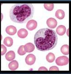 <p>Monocytes</p>