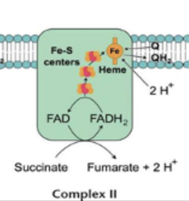 <p><span>Succinate–coenzyme Q oxidoreductase complex (succinate dehydrogenase)</span></p><ul><li><p>Uses Fe-S clusters to transfer electrons from succinate to FAD, generating FADH<sub>2</sub></p></li><li><p>Electrons from FADH<sub>2</sub> are then transferred to CoQ, froming CoQH<sub>2</sub></p></li><li><p>No protons pumped</p></li></ul><p></p>