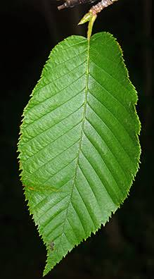 <p>Betula alleghaniensis - yellow birch (family betulaceae) </p>