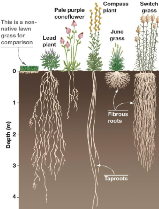 <p>morphological diversity of roots</p>