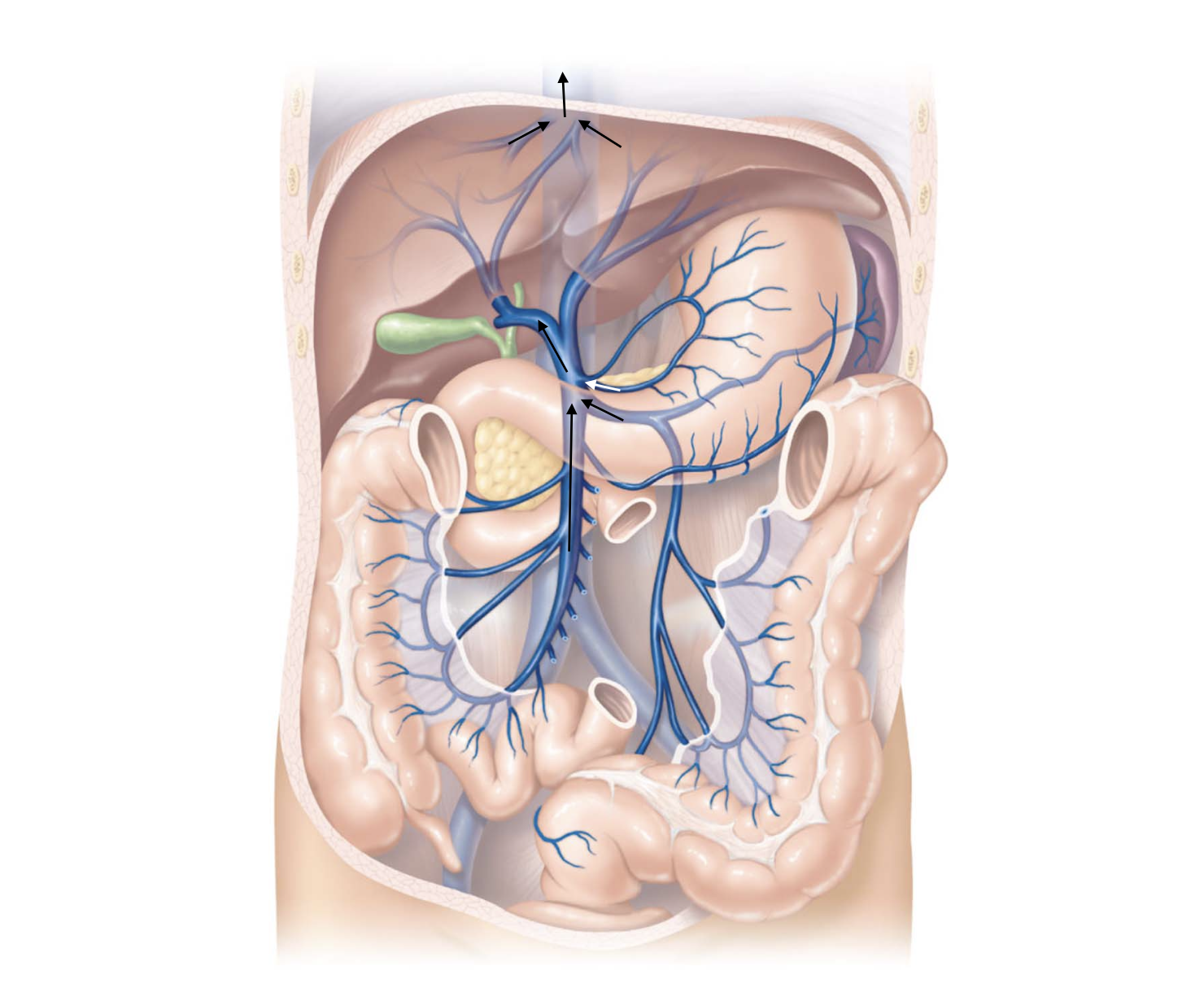 <p>Stomach Pathway</p>