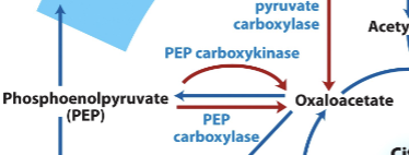 <p>To convert Oxaloacetate to PEP</p>