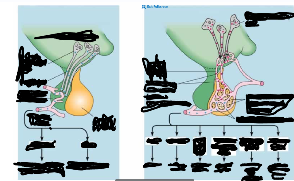 <p>Label posterior  and anterior pituitary gland</p>