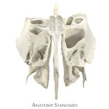 <p>What detached bone is this?</p>