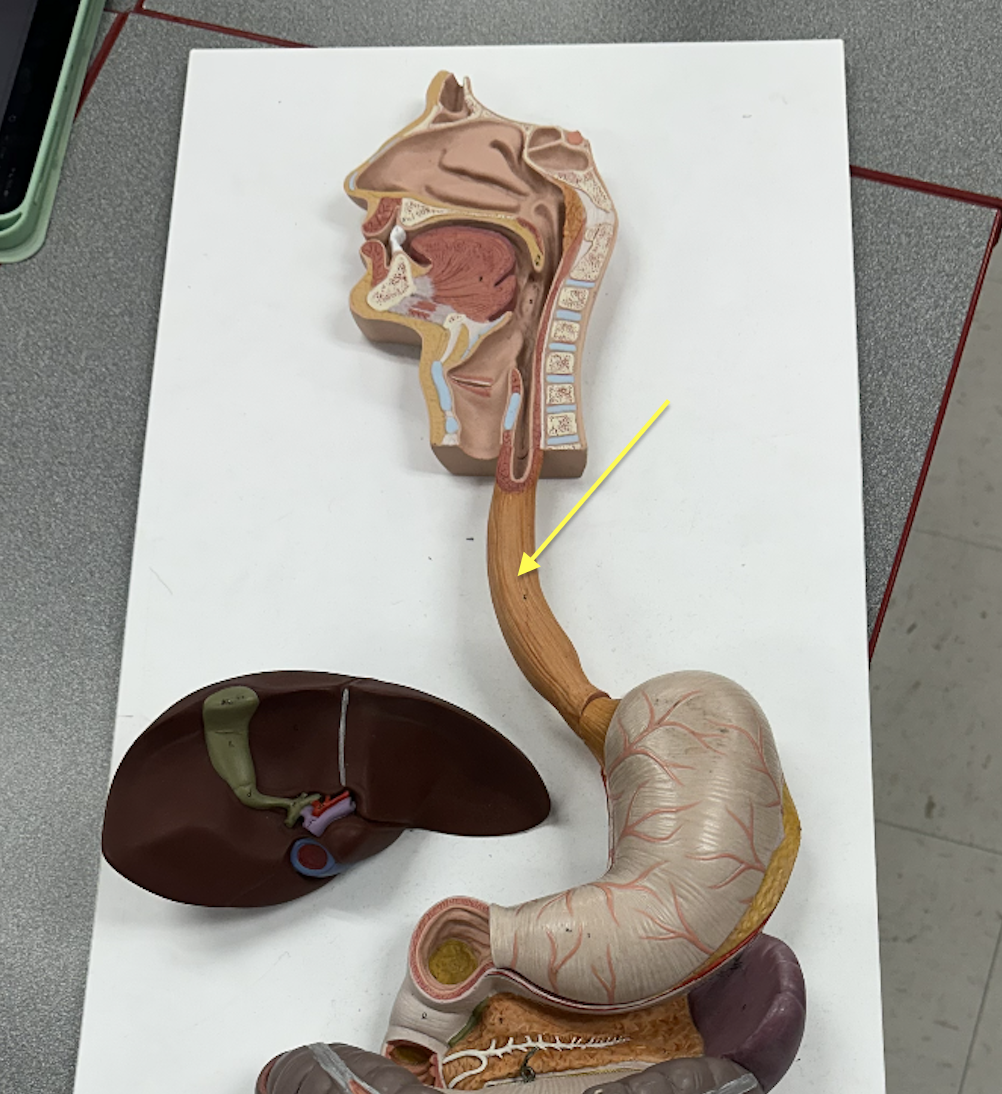 <p>Identify this structure</p>