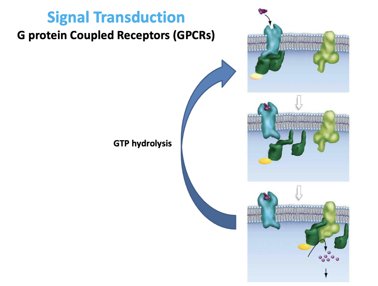 <p>GTP is hydrolyzed to GDP.</p><ul><li><p>when signaling is finished (second messengers diffuse quickly) </p></li></ul><p></p>