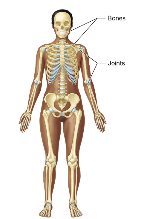 <p>SKELETAL SYSTEM</p>