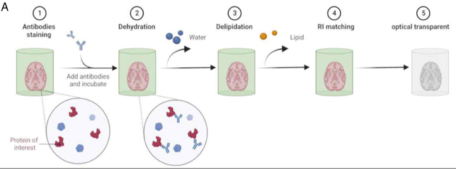 <ol><li><p>sample stained with antibody</p></li><li><p>sample completely dehydrated → causes sample to shrink (may destroy certain structures)</p></li><li><p>lipids removed using organic solvents </p></li><li><p>sample immersed in refractive index matching organic solvent </p></li></ol><p></p>