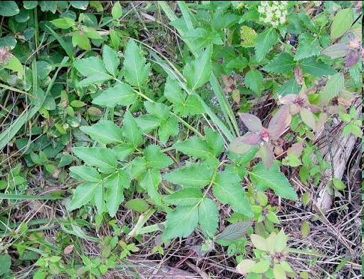 <p><span style="font-family: "Open Sans"; font-size: large;"><strong><u>Angelica lucida (sea coast Angelica)</u></strong></span></p>