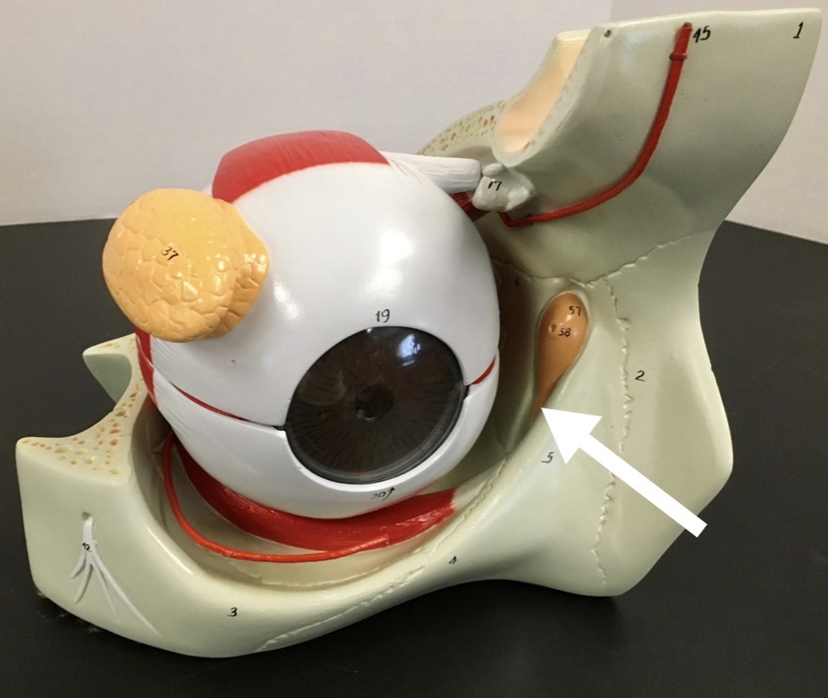 <p><span>name of the structure at the end of the arrow's point</span></p>