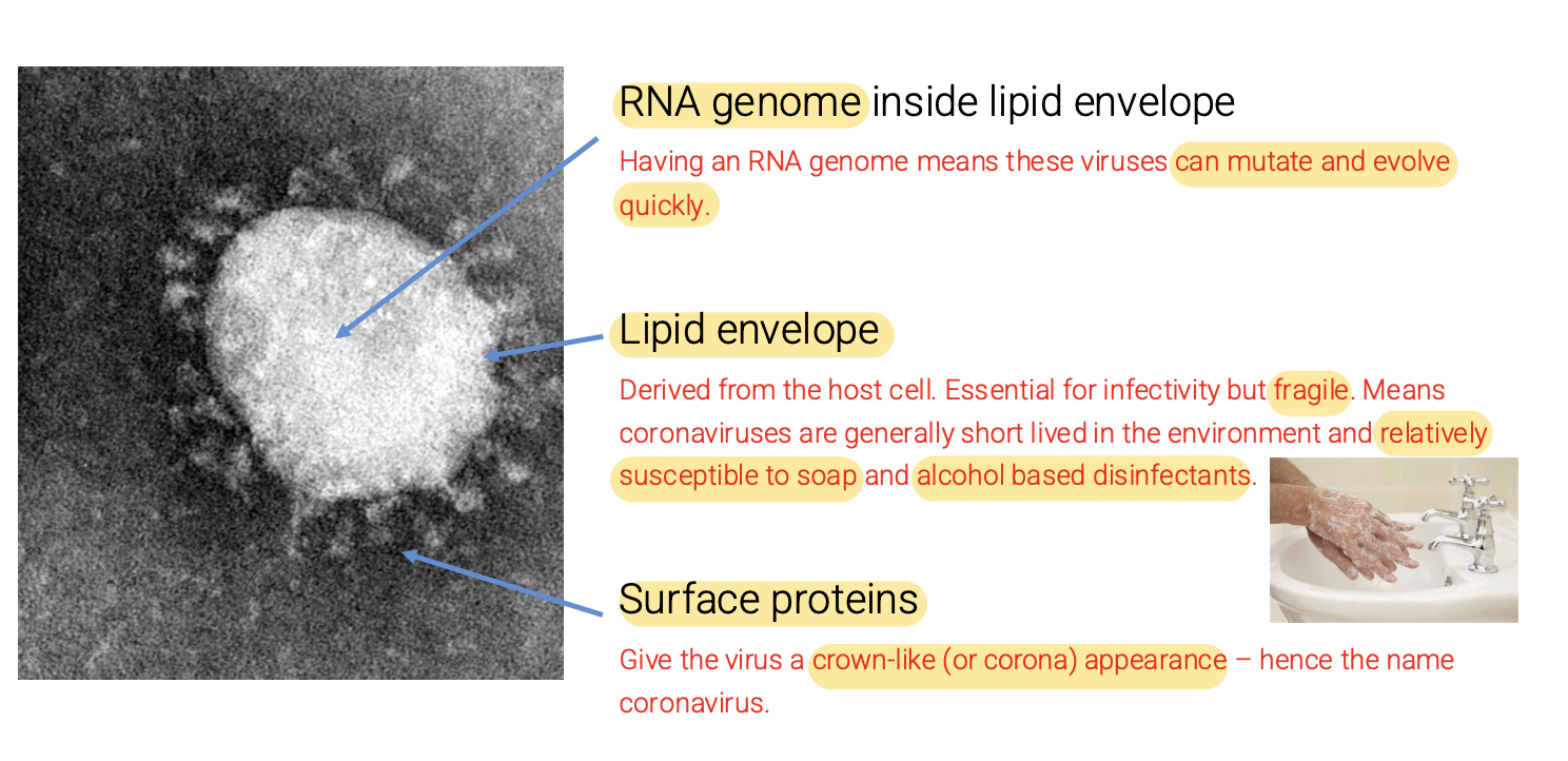 <ul><li><p><strong>Obligate intracellular parasites:</strong><span><span>&nbsp;Require a host cell to replicate</span></span></p></li><li><p><span><span>Enveloped RNA virus: </span></span></p><ul><li><p><strong>RNA genome:</strong><span><span>&nbsp;</span></span><strong><span>Prone to mutations </span></strong></p><ul><li><p><span>RNA polymerase has no proofreading </span></p></li><li><p><span><span>Unlike retrovirues, it does not make provirus (DNA copy) in the host genome </span></span></p></li></ul></li><li><p>Lipid envelope </p><ul><li><p><span><span>Susceptible to&nbsp;</span></span><strong>soap and alcohol-based disinfectants → </strong>Fragile and<strong> </strong><span><span>short-lived in the environment</span></span></p></li></ul></li><li><p>Surface proteins </p><ul><li><p>Give the virus a crown like appearance <span><span>(hence the name&nbsp;</span></span><strong>coronavirus</strong><span><span>) </span></span></p></li></ul></li></ul></li></ul><p></p>