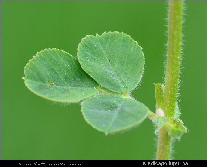 <p>Medicago lupuline </p>