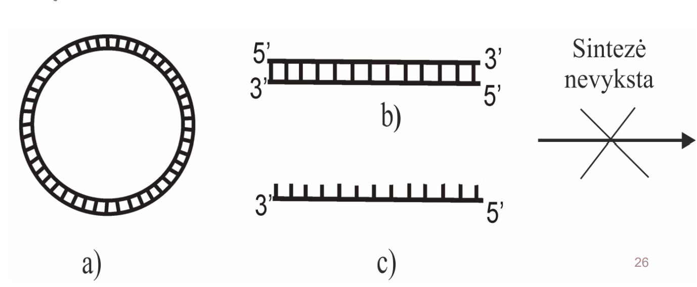 <ul><li><p>Dvigrandinė DNR (neatskirtos grandinės)</p><ul><li><p>Žiedinė arba linijinė</p></li></ul></li><li><p>Viengrandinė DNR be pradmens</p></li></ul><p></p>