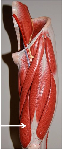 <p>Muscle, Action, muscle group. Perform the action on your own body</p>