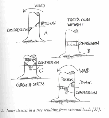 <p>look at 6a - 6c for more notes on reaction wood, theres to many photos to upload here </p>