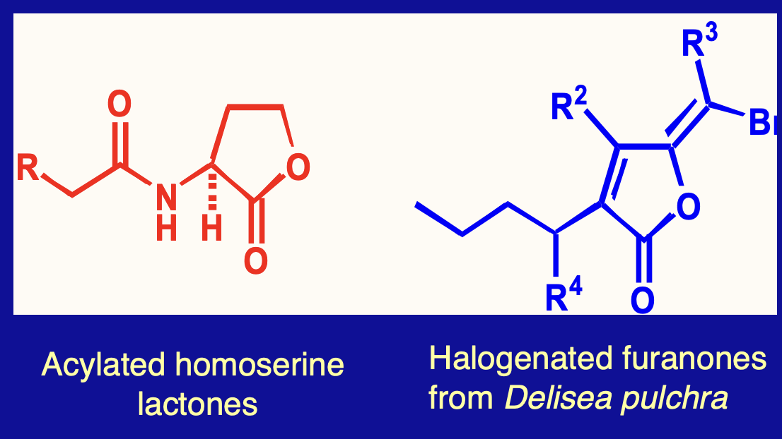<p>Furanones act as quorum sensing inhibitors</p>