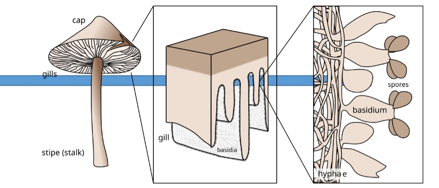<p>What are some characteristics of Basidiomycota</p>
