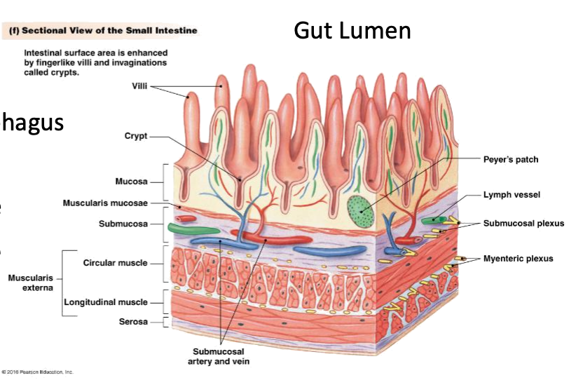 <p>Which immune structure is shown in the mucosa?</p>