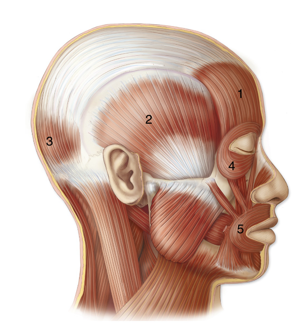 <p>ID 1</p>