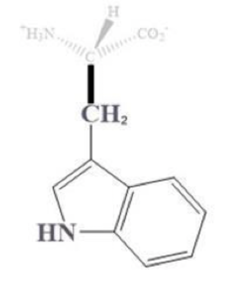 <ul><li><p>trp, W</p></li></ul><p></p><ul><li><p>has 2 rings side chain </p></li></ul><p></p><ul><li><p>aromatic (hydrophobic)</p></li><li><p>bulky af</p></li></ul><p></p>