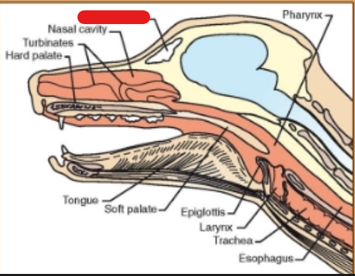 <p>what is it (Respiratory System)</p>