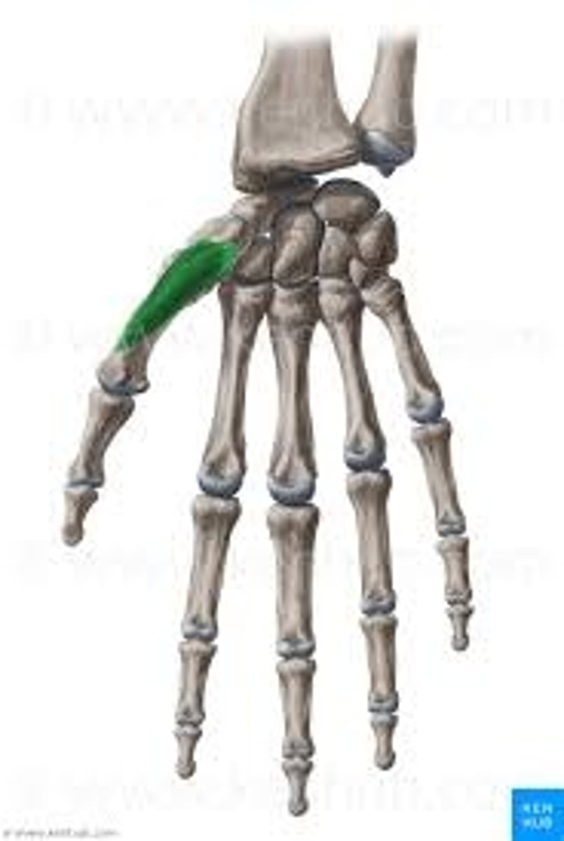 <p>Flexor retinaculum, scaphoid, trapezium</p>