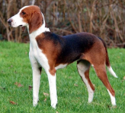 <p>welk type hond is dit</p>