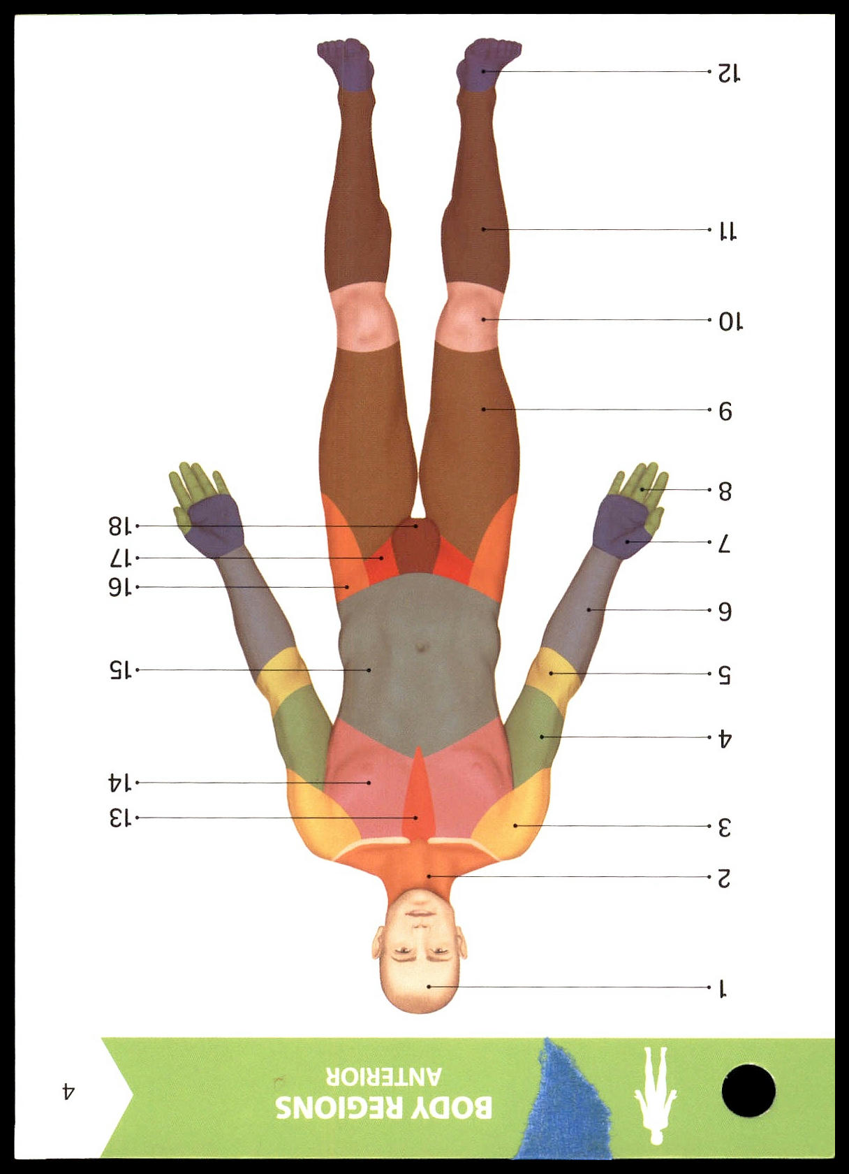<p>What is Label 13 on Flashcard 4 (Body Regions Anterior)?</p>
