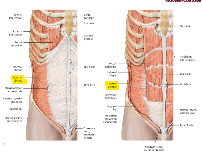 <p>what is the function of the internal oblique? origin and insertion? fibers</p>