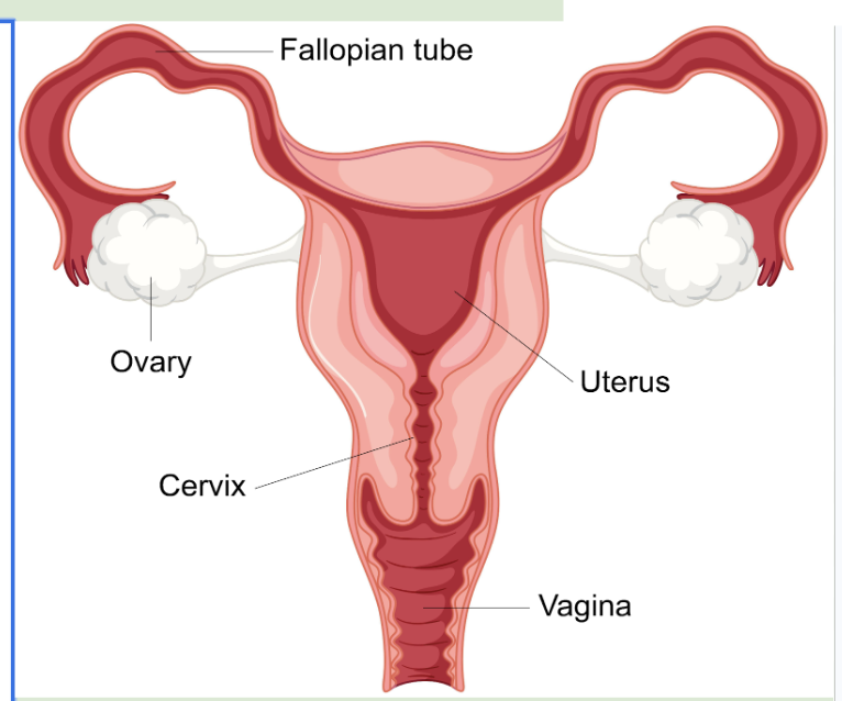 <ul><li><p><span style="background-color: transparent; font-family: "Source Code Pro", monospace;"><u>Ovaries:</u> Produce eggs and hormones (oestrogen, progesterone)</span></p></li><li><p><span style="background-color: transparent; font-family: "Source Code Pro", monospace;"><u>Fallopian tubes:</u> Where fertilisation usually occurs</span></p></li><li><p><span style="background-color: transparent; font-family: "Source Code Pro", monospace;"><u>Uterus:</u> Where the fertilised egg implants and grows</span></p></li><li><p><span style="background-color: transparent; font-family: "Source Code Pro", monospace;"><u>Cervix:</u> Opening to uterus, helps keep baby inside during pregnancy</span></p></li></ul><p><span style="background-color: transparent; font-family: "Source Code Pro", monospace;"><u>Vagina:</u> Receives sperm; birth canal</span></p>