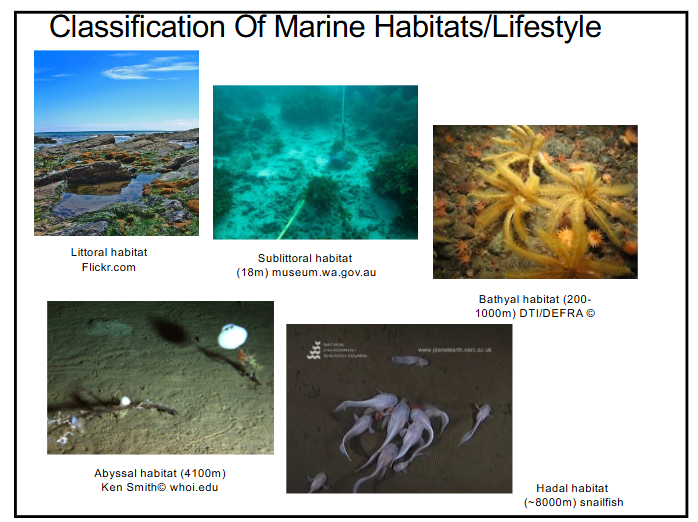 <p>how do we classify marine habitats?</p>