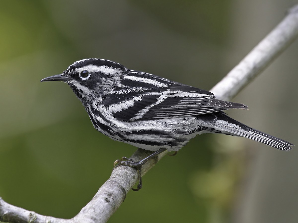<p>Black-and-white Warbler</p>