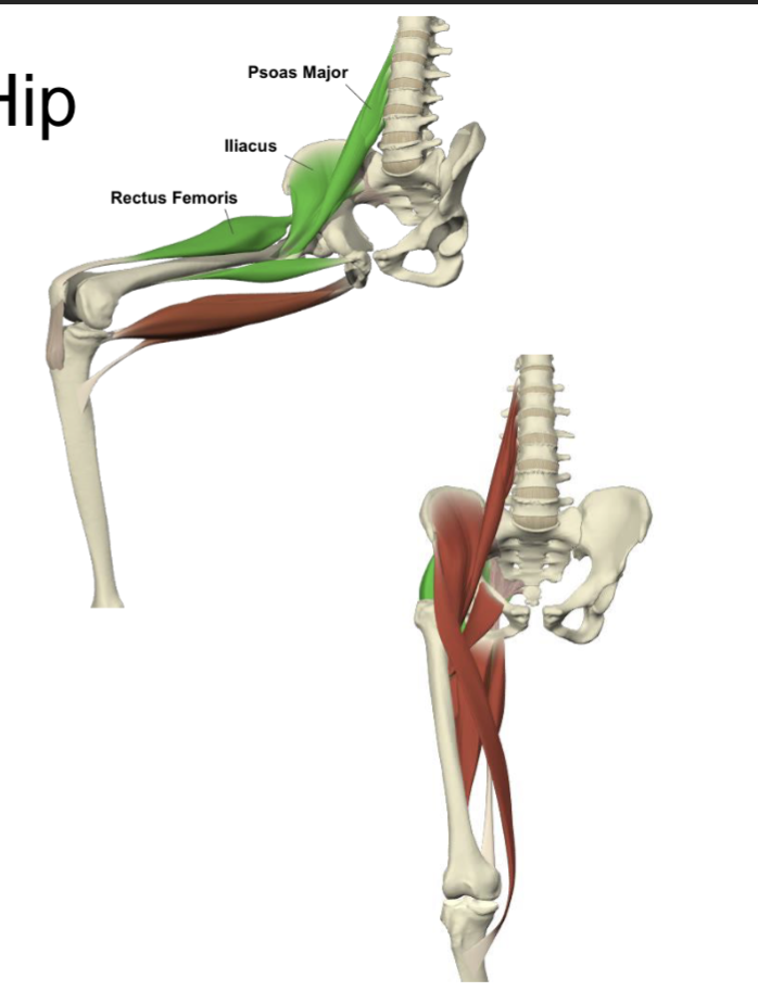 <ul><li><p><strong>iliacus + psoas major</strong> (main hip flexors) </p><ul><li><p>main hip flexors</p></li></ul></li></ul><ul><li><p><strong>Rectus Femoris </strong> (2-joint muscles → gets actively insufficient)</p></li></ul><ul><li><p><strong>Sartorius </strong></p></li><li><p><strong>TFL/ITB (</strong>offsets tensile loads on shaft) </p></li></ul><p></p>