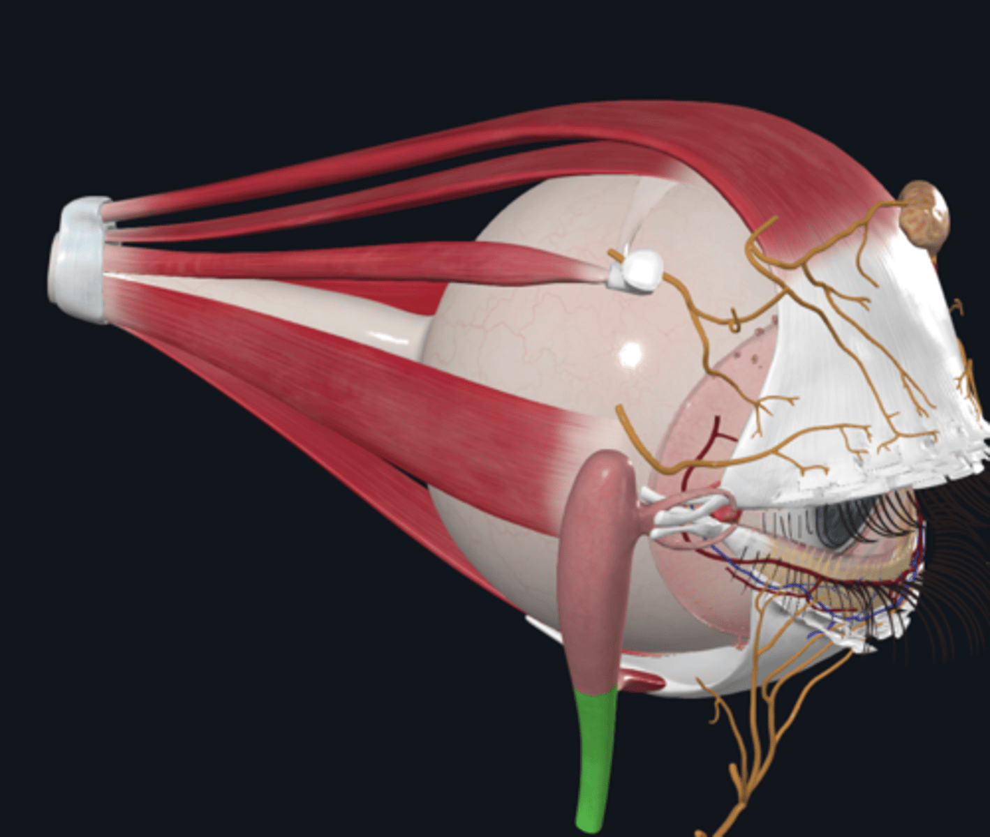 <p>How is the eyeball suspended within the orbit?</p>