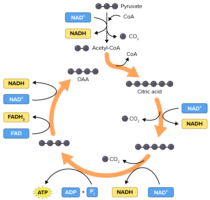 <p>Reaction occurs <strong>twice per 1 glucose molecule</strong></p><p>Inputs: </p><ol><li><p>2 Acetyl Groups</p></li><li><p>6 NAD<sup>+</sup></p></li><li><p>2 FAD</p></li><li><p>2 ADP + 2 P</p></li></ol><p></p><p>Outputs:</p><ol><li><p>4 CO<sub>2</sub></p></li><li><p>6 NADH + H<sup>+</sup></p></li><li><p>2 FADH<sub>2</sub></p></li><li><p>2 ATP</p></li></ol><p></p><p>Location: Matrix of the Mitochondria</p>