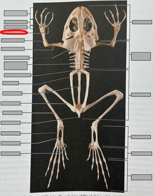 <p>What part of the organism is this?</p>