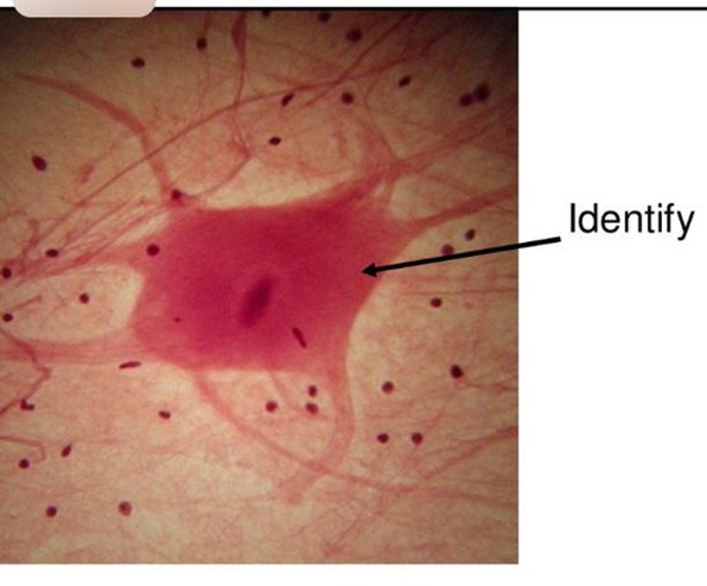 <p>type of cell?</p>