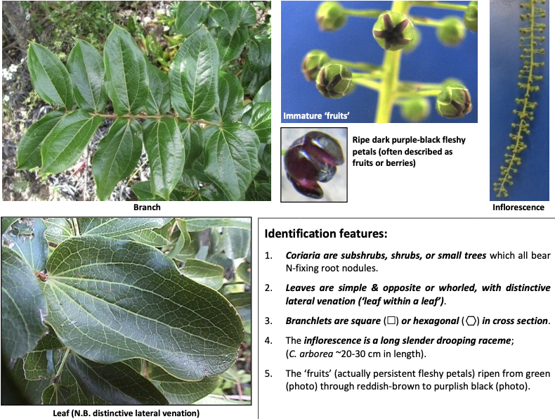 <p><strong>Plant family:</strong> Coriariaceae<br><strong>Life cycle:</strong> Perennial shrub or small tree<br><strong>Key persistence / spread:</strong> Seed; nitrogen‑fixing roots<br><strong>Farming systems:</strong> Bush margins, regenerating scrub, steep country</p><p><strong> How to identify</strong></p><p>Is best identified by its leaves and venation pattern.</p><p>Leaves are simple, opposite, and have a very distinctive “leaf‑within‑a‑leaf” appearance caused by prominent lateral veins running nearly parallel to the leaf margin. This is one of the strongest diagnostic features.</p><p>The plant produces long, drooping flower clusters, which later develop into dark purple‑black fleshy structures often mistaken for berries. The fleshy outer parts are non‑toxic when ripe, but the seeds and all green parts are highly toxic.</p><p>It commonly grows on unstable ground, forest margins, slips, and road cuttings and can repeatedly regrow after disturbance.</p>