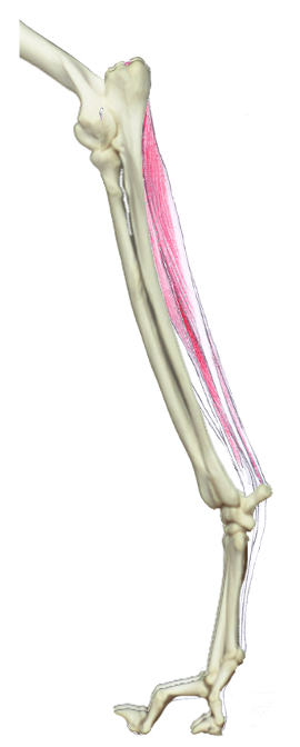 <p>What muscle group is this? </p>