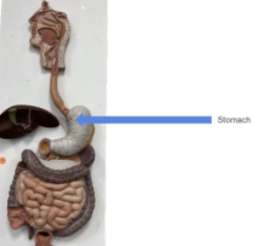 <p>stomach</p>