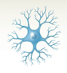 <p>- Many dendrites but no axon, help in visual processes</p>