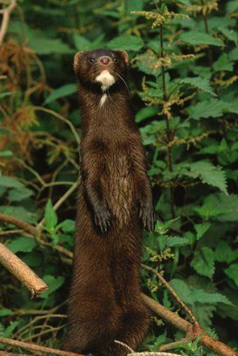 <p>American mink </p>