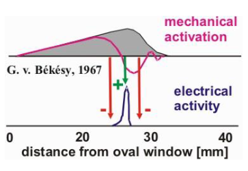<ul><li><p>Pure tones lead to basilary membrane oscillations in areas that are responsive to that tone’s frequency</p><ul><li><p>Frequency → location on membrane (place code)</p></li></ul></li><li><p>Further frequency tuning is achieved by lateral inhibition in neurons feeding into the auditory nerve</p></li></ul><p></p>