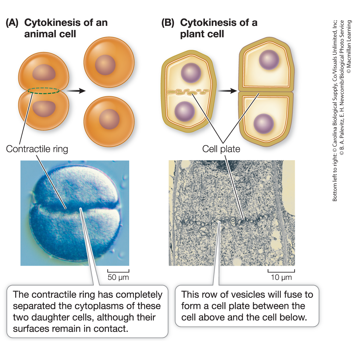 <p>Cytokinesis</p>