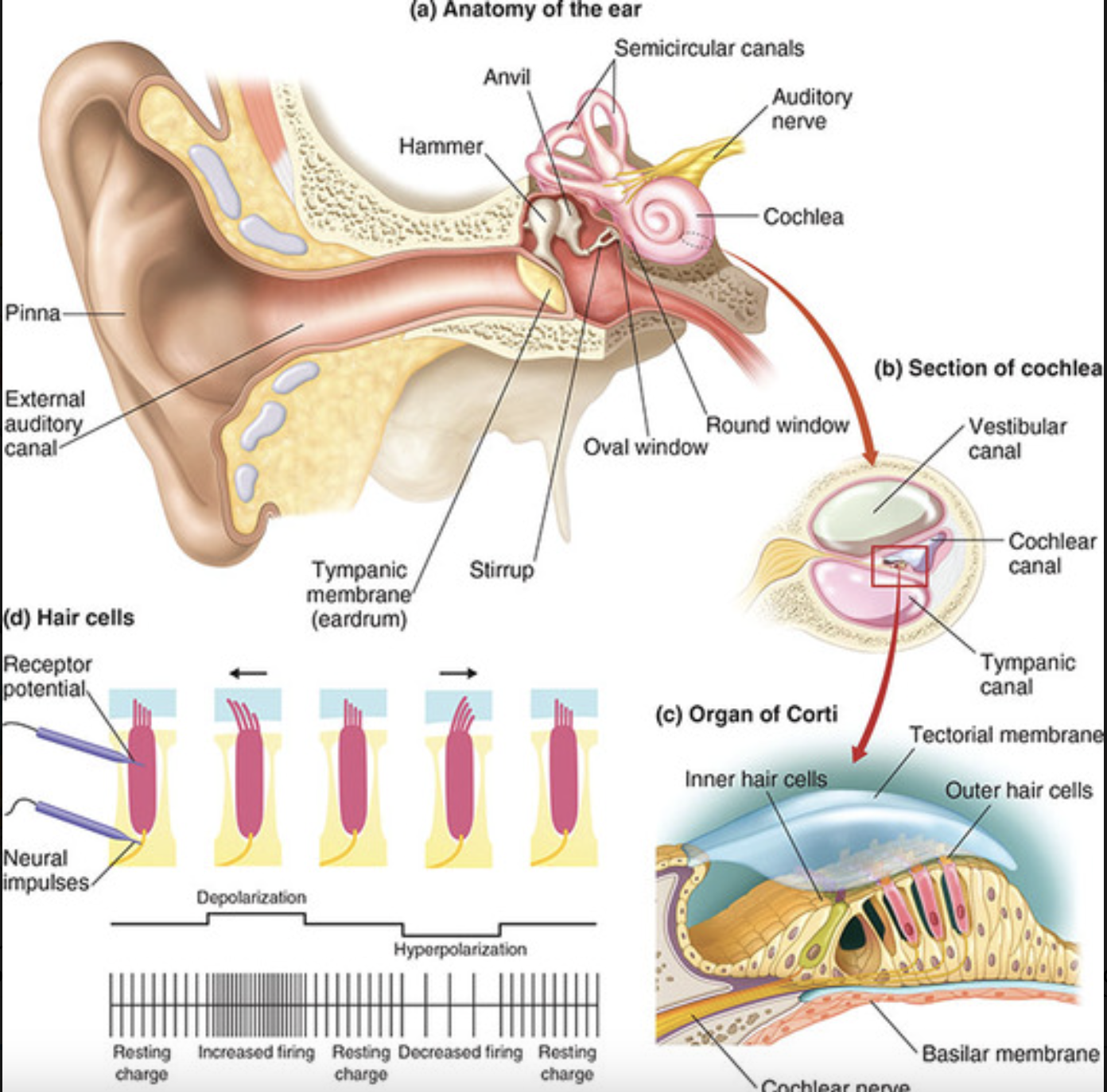<p>what are the structures of the middle ear?</p>