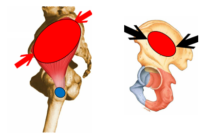 <p>What is the red-lighted region being depicted? is it an origin/insertion? and for what muscle</p>